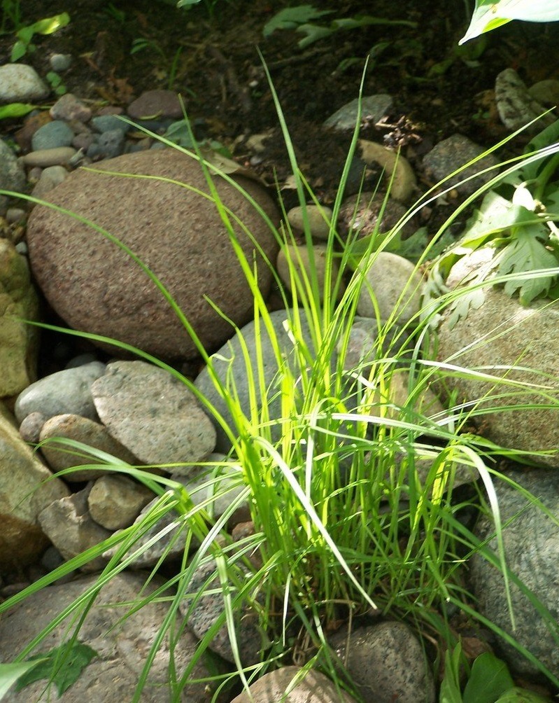 Bebbs Sedge