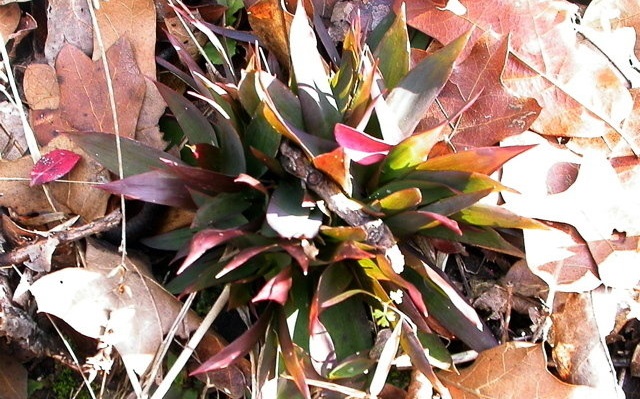 Panicum Species, Scribners Rosette Grass