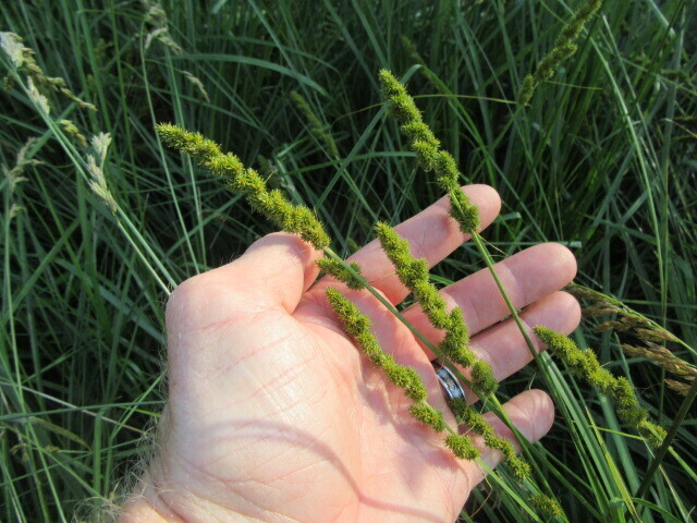 Carex Species, Fox Sedge