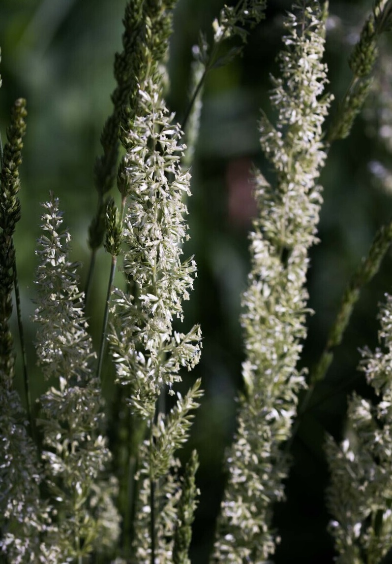 Prairie Junegrass
