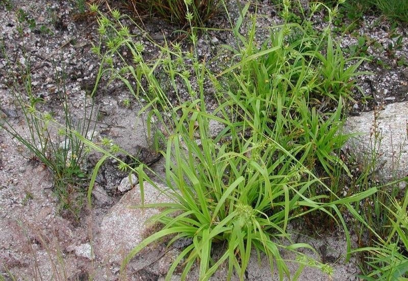 Michauxs Sedge