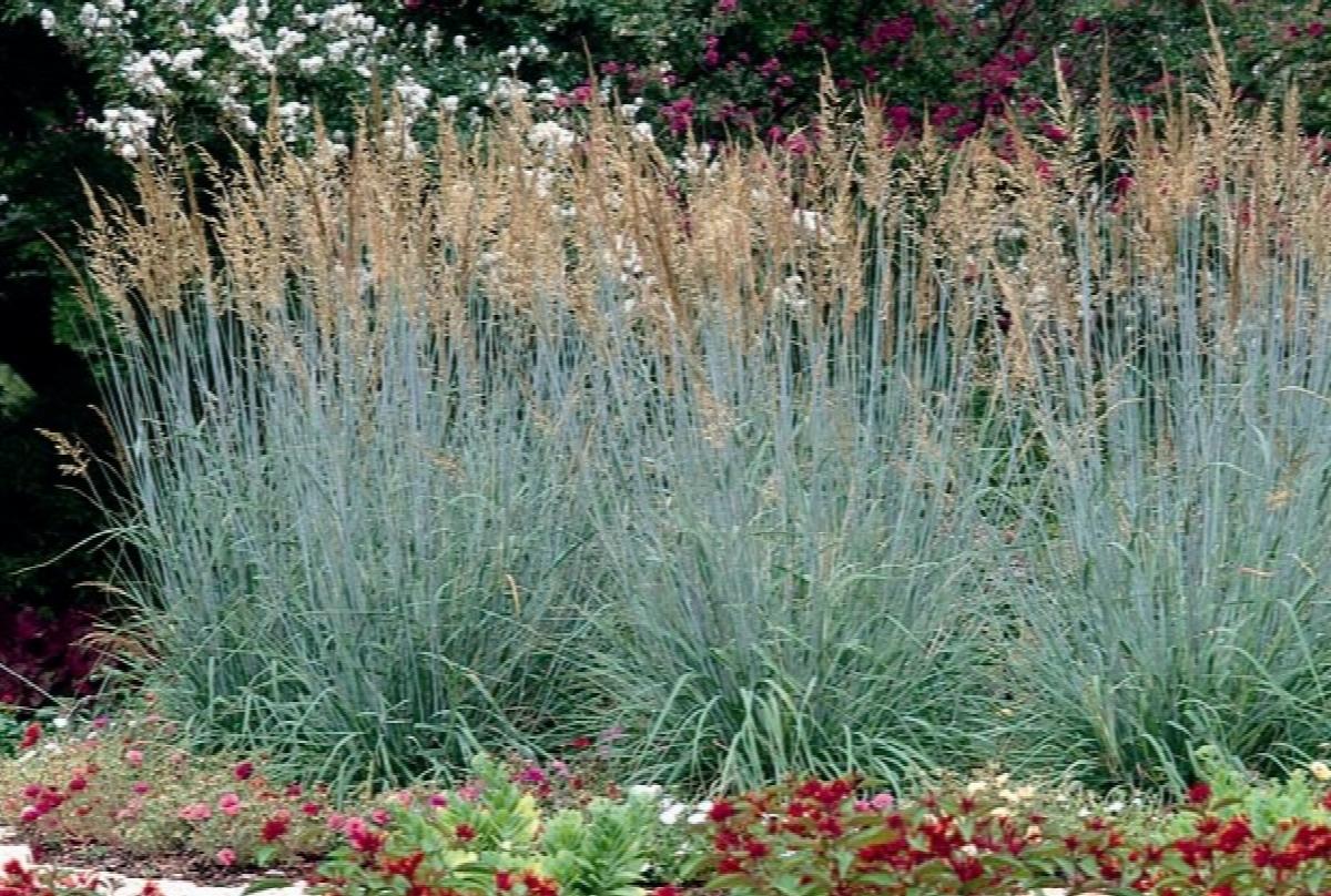 Indian Grass Sioux Blue
