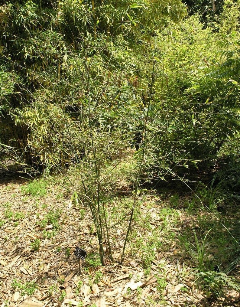 Bambusa Species, Burma Bamboo