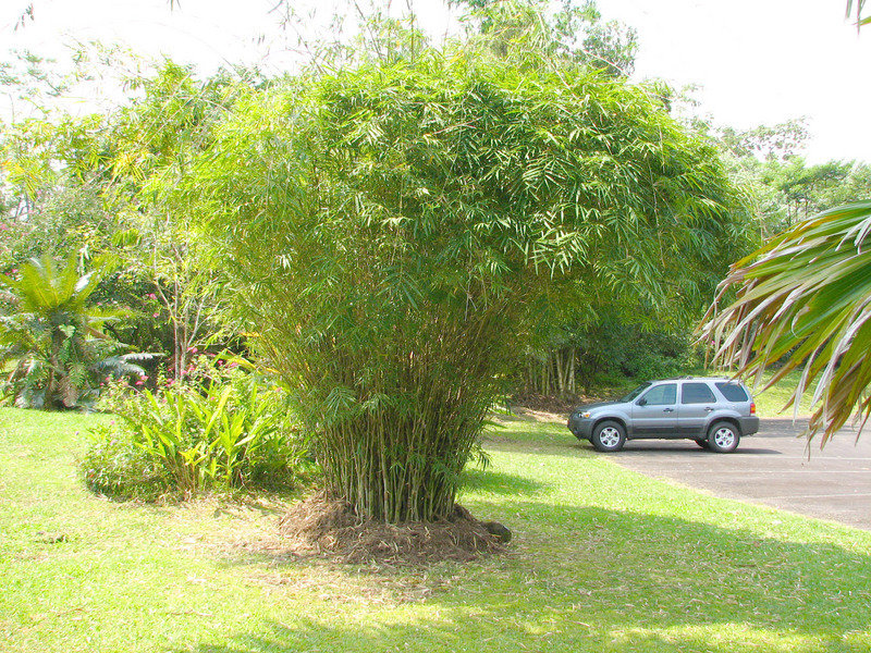 Gigantochloa Species, Clumping Bamboo, White-Fringed Bamboo