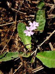 Wheatspike Scalystem