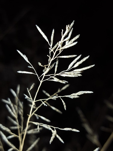 Lehmann Lovegrass