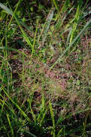 Silveus Lovegrass