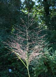 Spike Lovegrass