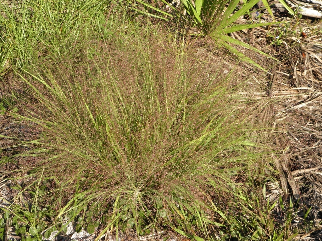 Swallens Lovegrass