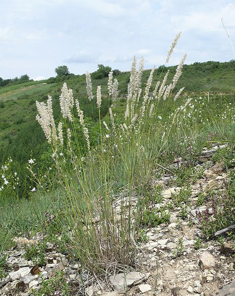 Montezuma Melicgrass