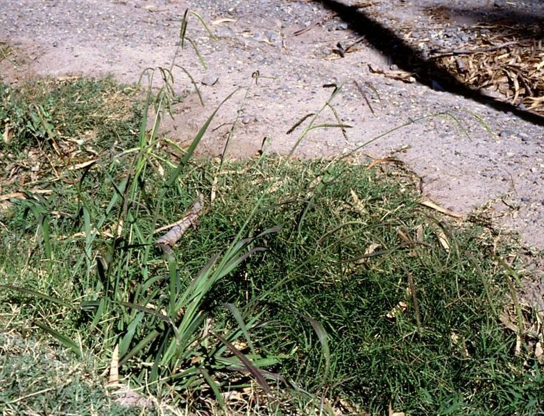 Hartwegs Paspalum