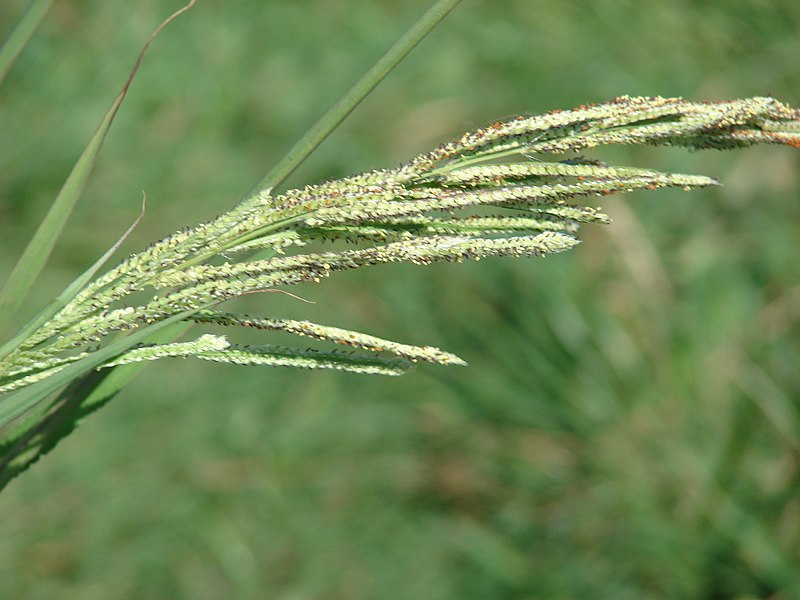 Vaseys Grass