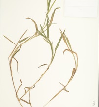 Wrights Paspalum