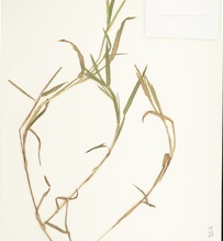 Wright's Paspalum
