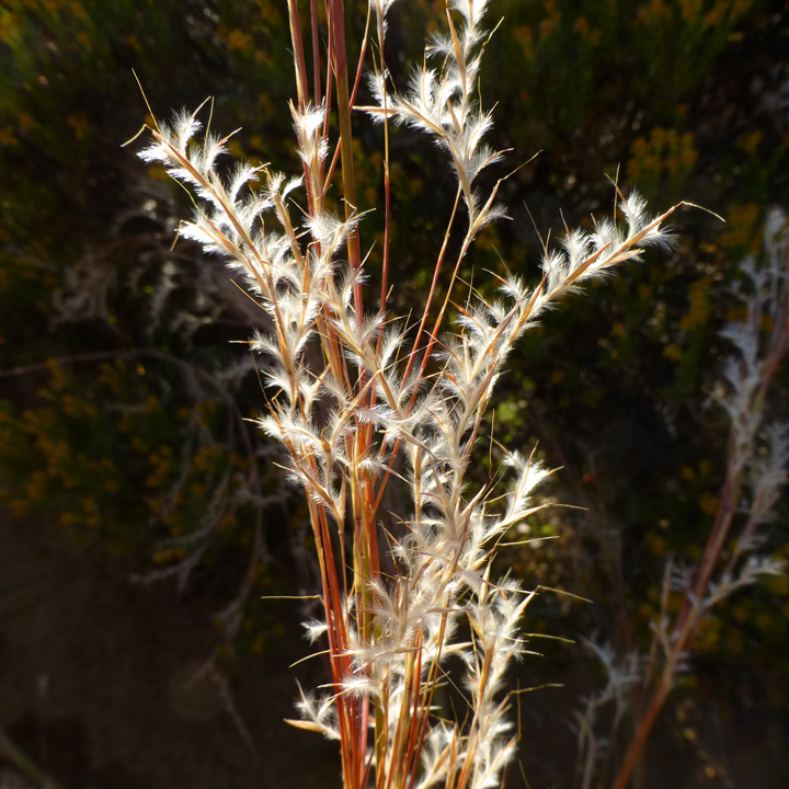 Honey Bluestem