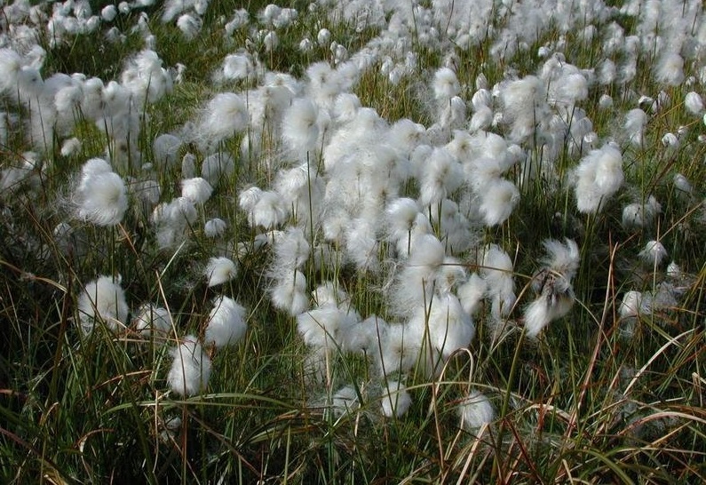 Arctic Cotton Grass