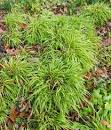 Greater Wood Rush Aurea