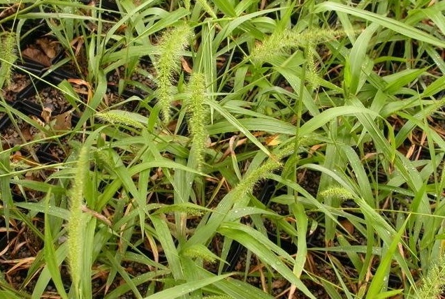 Southwestern Bristlegrass