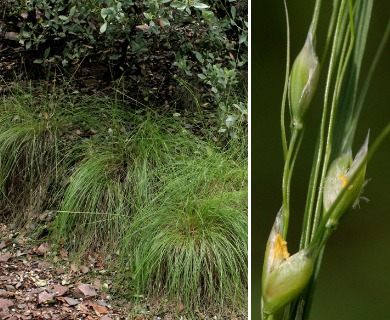 Piptochaetium Species, Dropseed, Pinyon Ricegrass