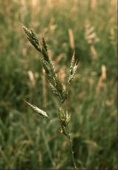 Soft Brome Bromus hordeaceus