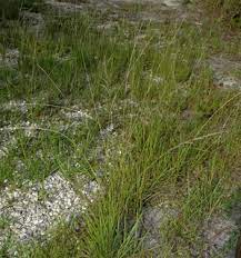 Tharps Dropseed