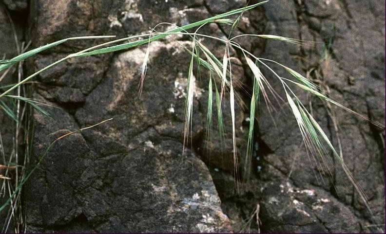 Great Brome, Ripgut Brome