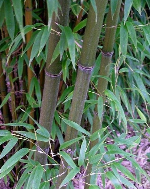 Phyllostachys, Giant Gray Bamboo Shimadake