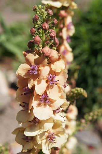 Verbascum, Hybrid Mullein, Ornamental Mullein Helen Johnson