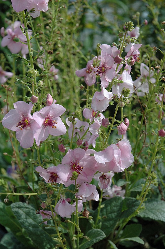 Verbascum, Hybrid Mullein, Ornamental Mullein Pink Domino