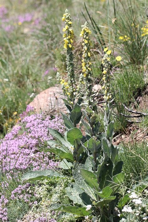 Species, Wild Verbascum, Aarons Rod
