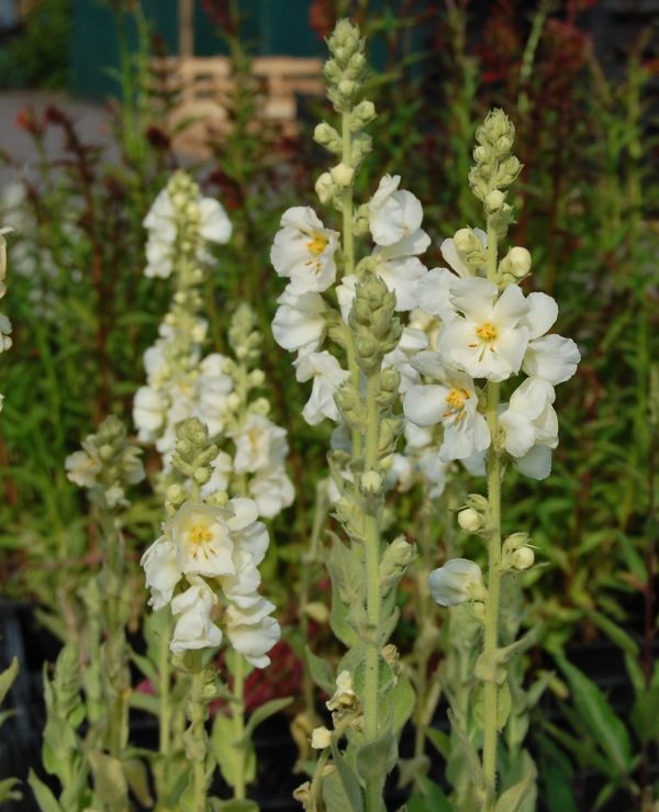 Verbascum, Hybrid Mullein, Ornamental Mullein Spica