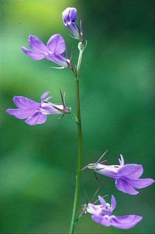 Lobelia Species, Gattingers Lobelia