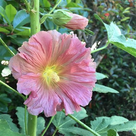 Alcea, Antwerp Hollyhock, Figleaf Hollyhock Pioneer