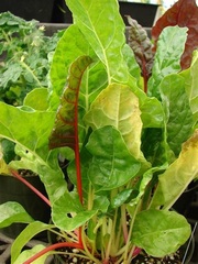 Swiss Chard 'Parrot'