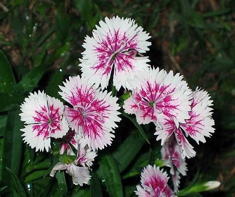 Dianthus, China Pinks Diana Lavender Picotee