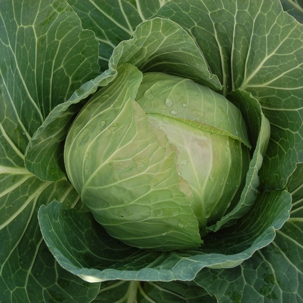 Cabbage Holland Late Winter