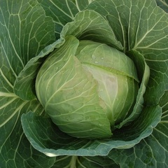 Cabbage 'Holland Late Winter'