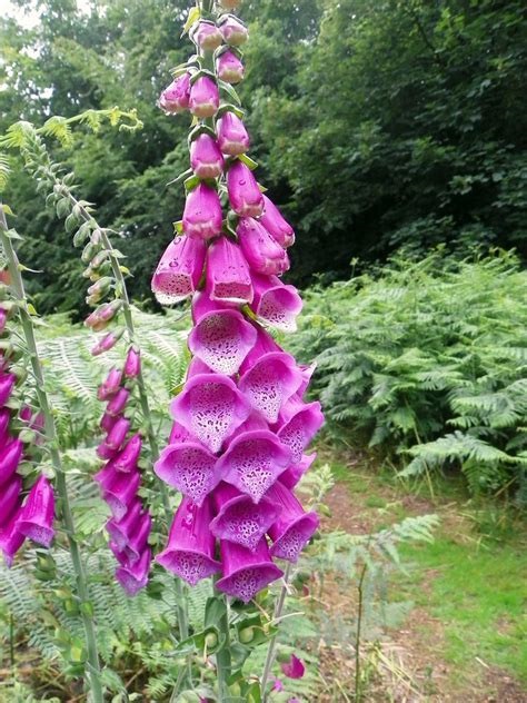 Digitalis, Common Foxglove, Ladys Glove Gloxiniflora