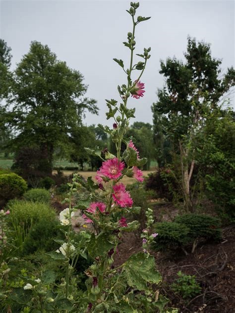 Alcea, Common Hollyhock, Garden Hollyhock Pastorale Mix