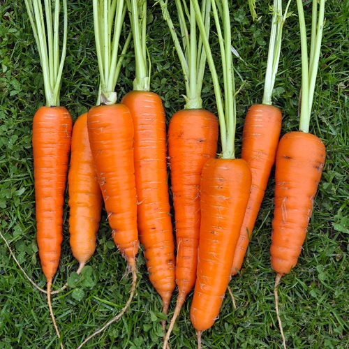 Carrot Amsterdam Forcing