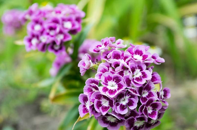 Dianthus, Sweet William Auricula Eyed Mix