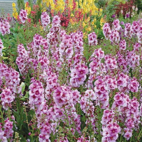 Verbascum, Hybrid Mullein, Ornamental Mullein Lavender Lass