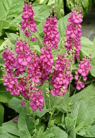 Verbascum, Hybrid Mullein, Ornamental Mullein Royalty
