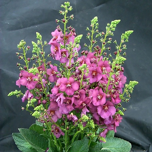 Verbascum, Hybrid Mullein, Ornamental Mullein Rosetta