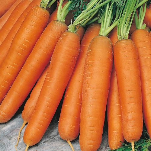 Carrot Early Nantes 5