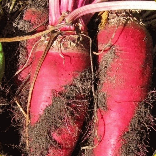 Beet Mammoth Red Mangel
