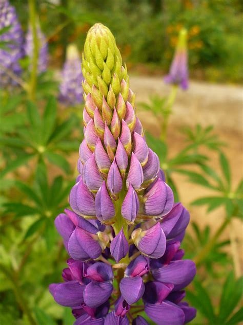 Lupinus, Dwarf Lupine Woodfield Hybrids