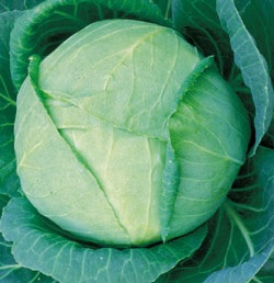 Cabbage Tropic Giant