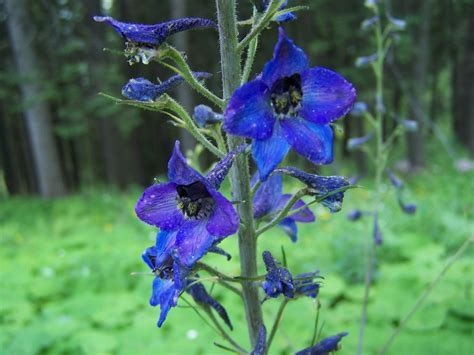 Delphinium, Candle Delphinium, Larkspur Sarita