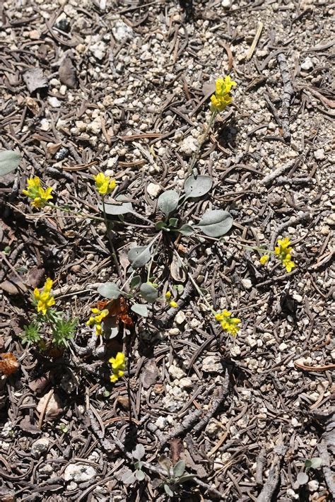 Physaria Species, Denseflower Bladderpod